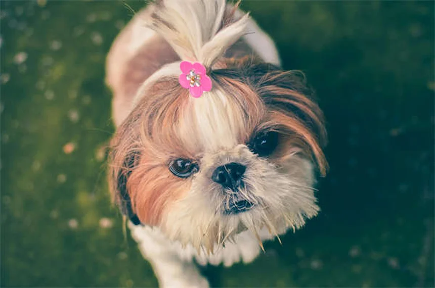 고양이 소화기 문제 7가지 증상과 해결법 총정리