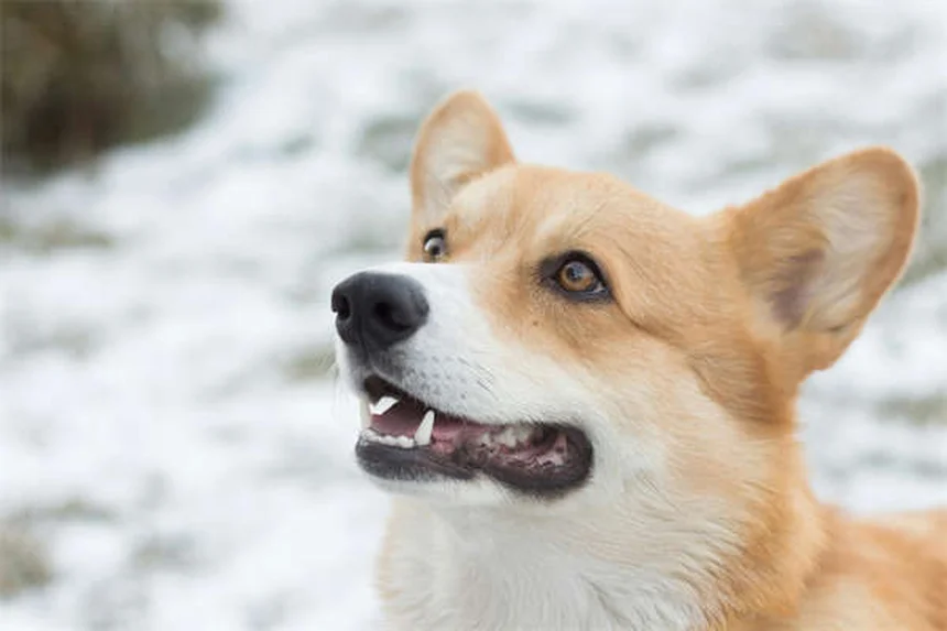 고양이 스웨터 정말 필요한가요? 전문가가 알려주는 진실