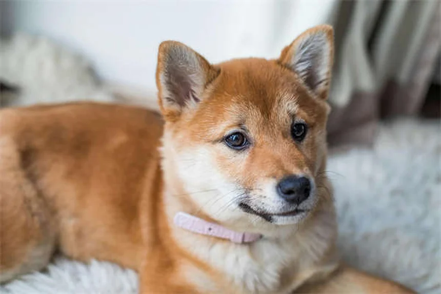 강아지 개발톱 꼭 필요한가요? 전문가가 알려주는 관리법