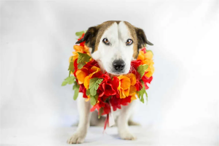 반려동물 칼륨 보충제 효과와 사용법 총정리 (Potassi-ject®/Tumil-K®)