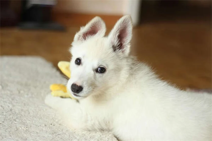 고양이 물 많이 마시는 이유 5가지와 대처법