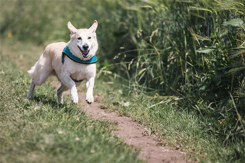 고양이 물 많이 마시는 이유 5가지와 대처법