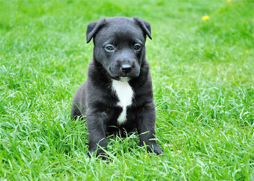 고양이 비만 예방법 10가지: 건강한 식단과 운동 팁
